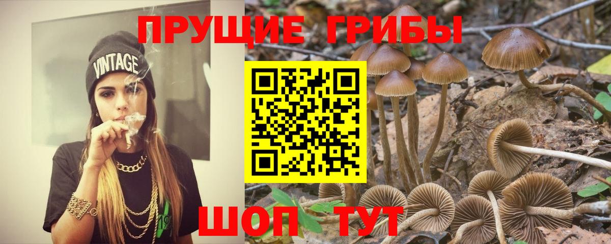 Псилоцибиновые грибы Psilocybine cubensis Петрозаводск